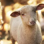 Hotell Rural Quinta Do Marco - Nature & Dining