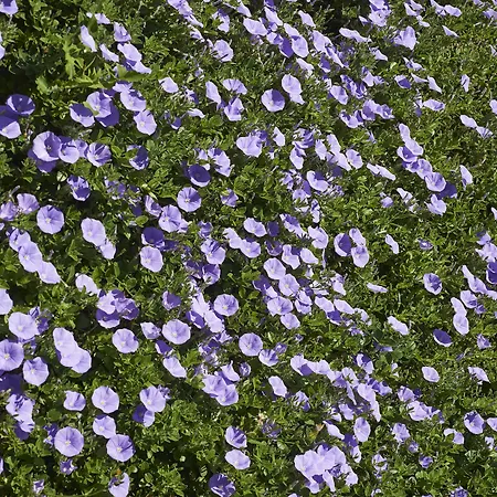 Rural Quinta Do Marco - Nature & Dining Отель Тавира
