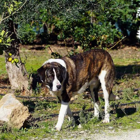 Rural Quinta Do Marco - Nature & Dining 4* Тавира