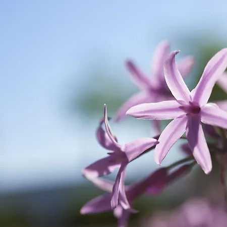 Rural Quinta Do Marco - Nature & Dining Hotel 4*